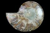 Cut & Polished Ammonite Fossil (Half) - Agate Replaced #146128-1